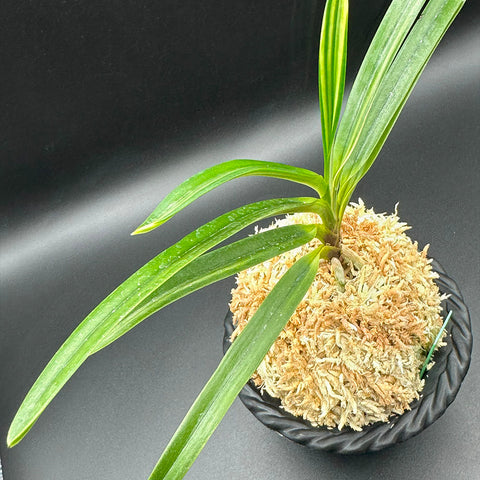 富貴蘭 種類『白牡丹 』（はくぼたん）【現品】まだ若木で良い子が出る