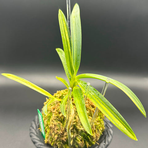 富貴蘭 種類『白牡丹 』（はくぼたん）【現品】見事な上芸の逸品