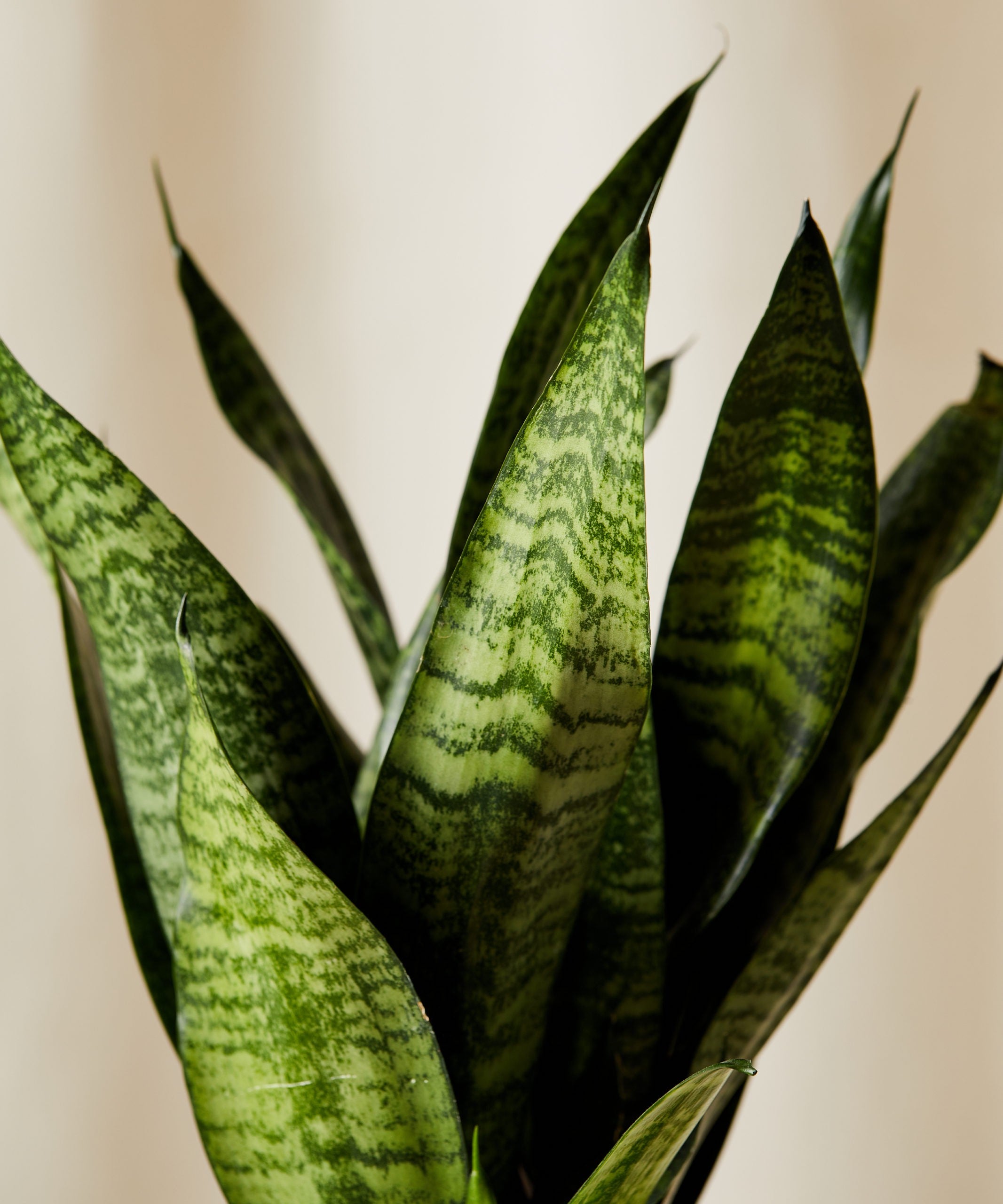 Buy Sansevieria Zeylanica - Premium Potted Plant | Bloomscape