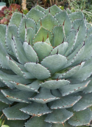 Shop 'Artichoke Agave Plant - Agave parryi 'truncata' Care and