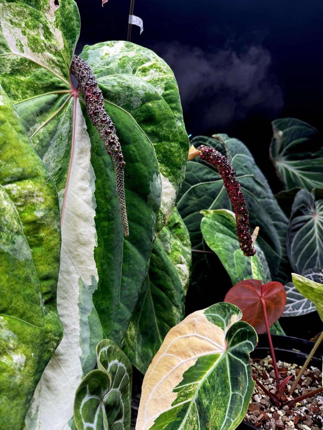 最終発売【希少株】アンスリウム PAP x RL 斑入り未確認 – RARE PLANTS