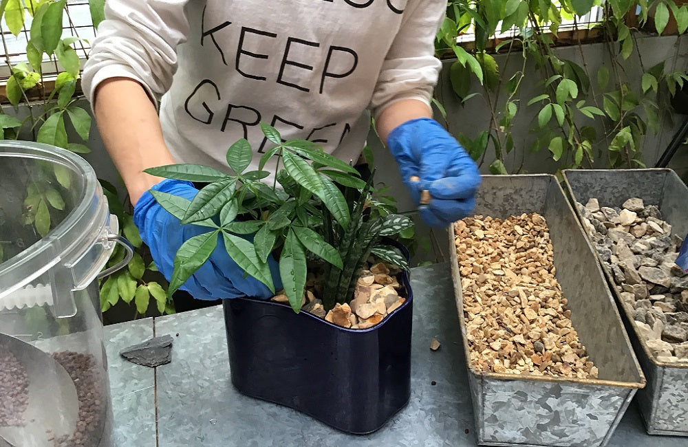 リーヒティエ プラント ポット」にグリーンを植えよう – Artek Tokyo Store