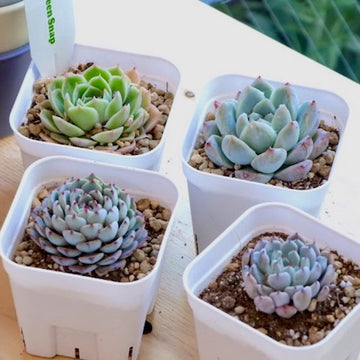 多肉の寄せ植え スタートセット（プラグ苗16個・寄せ植え用鉢・土など