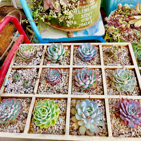 多肉の寄せ植え スタートセット（プラグ苗16個・寄せ植え用鉢・土など