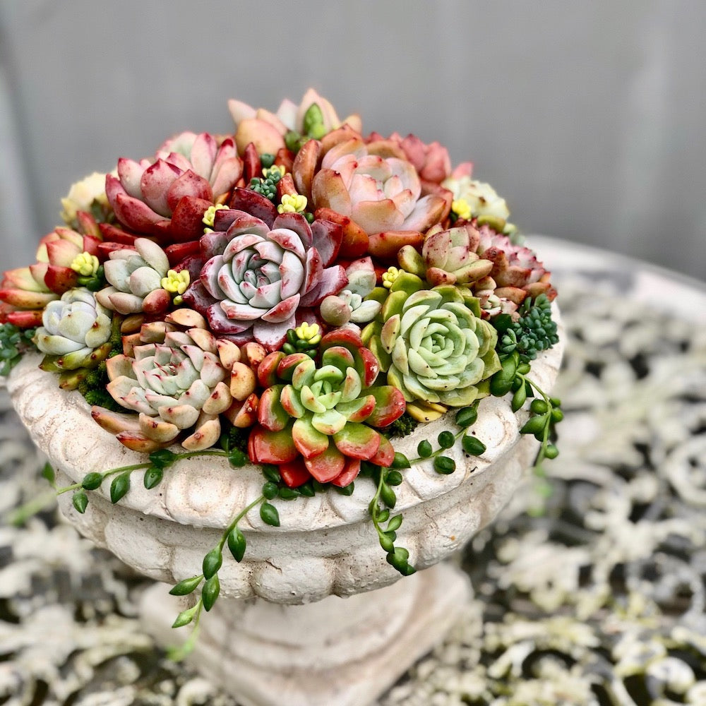 多肉植物 1号 ケース売り プラグ苗 16個入りセット（4×4）の通販