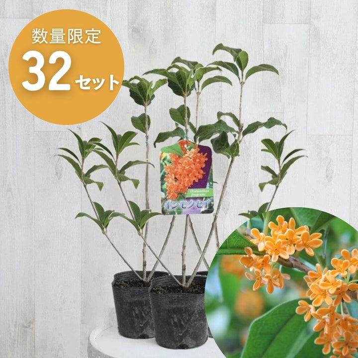 限定32セット】キンモクセイ(金木犀) 苗木 3.5号 3ポットセット ※予約