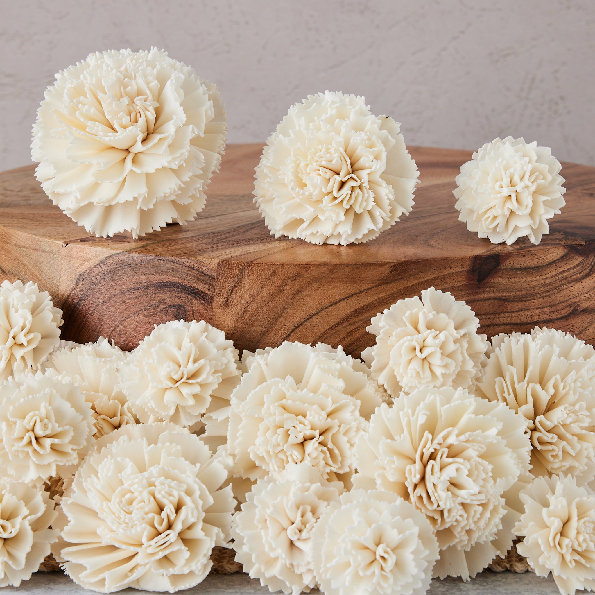 Carnation - Size Assortment - Set of 50 - Oh! You're Lovely - Sola