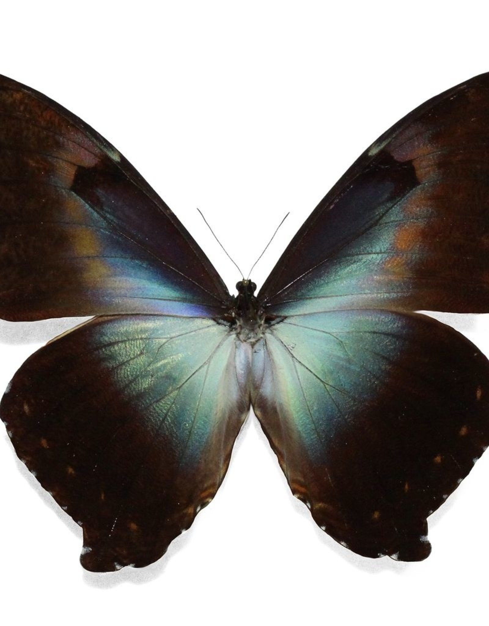 Morpho cisseis gahua/phadena - blue AND orange-combined form M A1