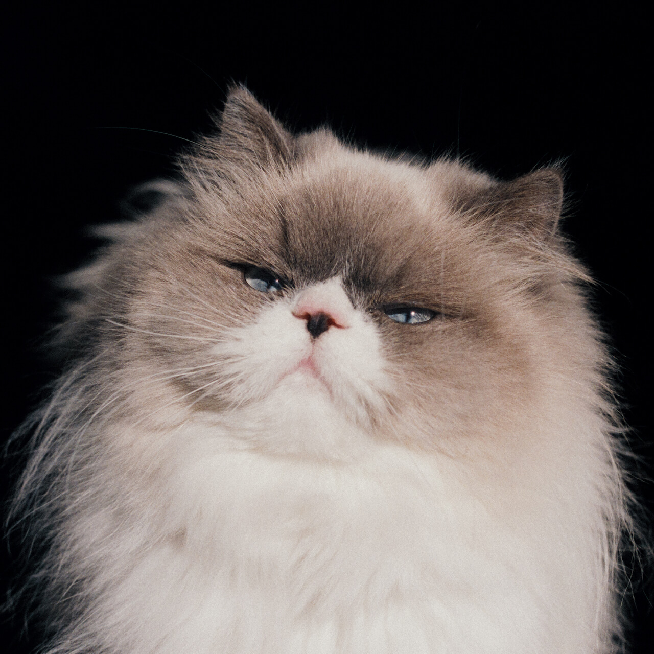 カネコアヤノが初の詩集『わたしのまっしろときんいろ』を発売 | Qetic