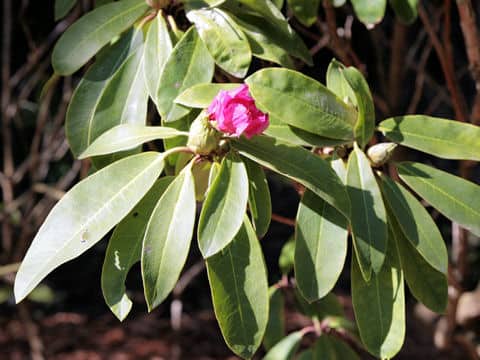 Rhododendron」の意味や使い方 わかりやすく解説 Weblio辞書