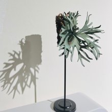 革製 P. Little Crown dwarf ドワーフビカクシダ_ギフト/コレクション