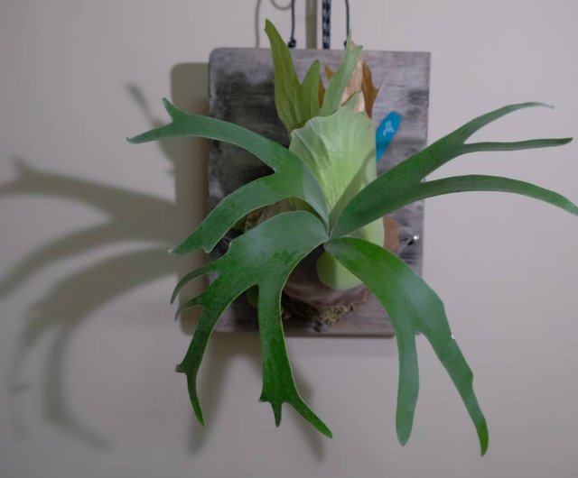 台湾 【体験・アクティビティ】【職人体験】癒しのビカクシダ板付け x