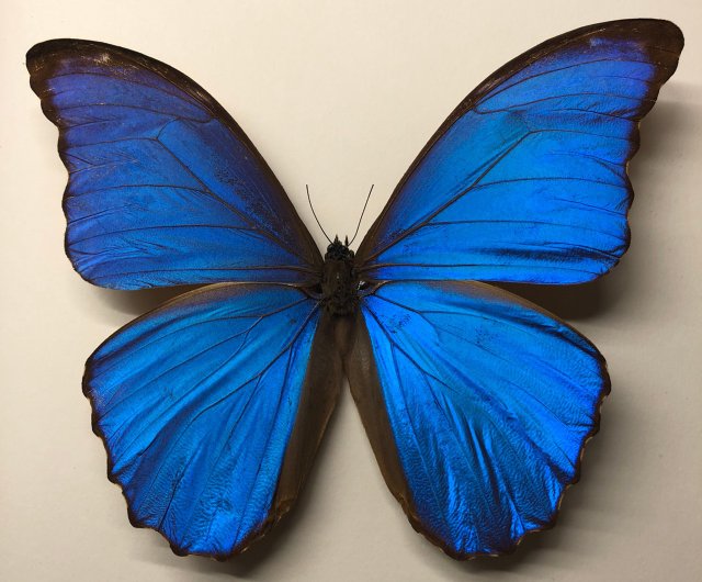 台湾 ブラジルの国蝶∣オオブルーモルフォ_蝶の標本 yangjeawgallery
