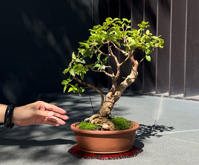 台湾 ジャボチカバブドウ |盆栽の果物鉢植え mu bonsai - Pinkoi