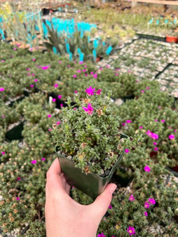 PACHYFORMS A Guide to Growing Caudiciform and Pachycaul Plants