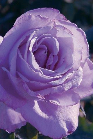 Rosa 'Blue Girl' (Hybrid Tea) - Devil Mountain Wholesale Nursery