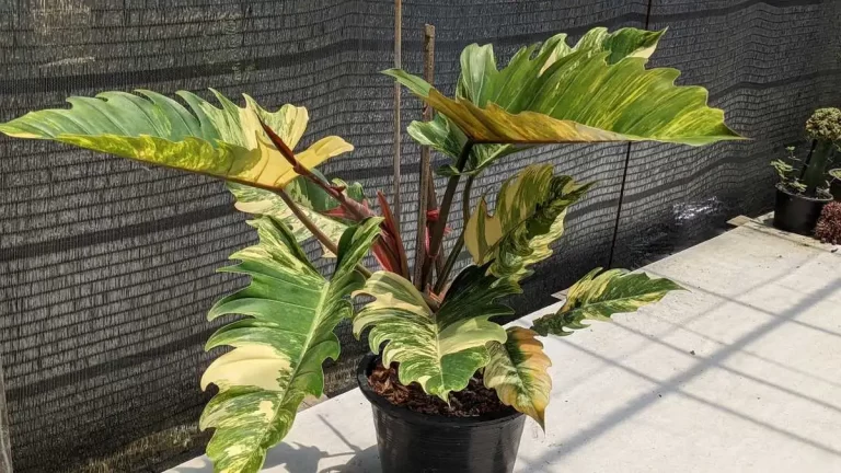 Philodendron Caramel Marble Variegated フィロデンドロン キャラメル