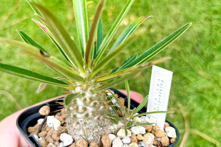 A-961 実生コーデックス(塊根植物)パキポディウムグラキリス1鉢 | 島根