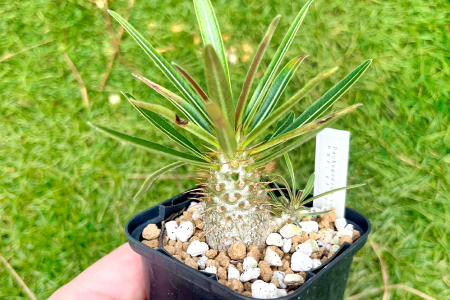 A-961 実生コーデックス(塊根植物)パキポディウムグラキリス1鉢 | 島根