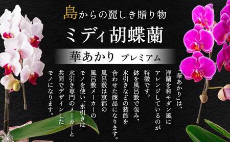 蘭 胡蝶蘭 ミディ胡蝶蘭 華あかり プレミアム 2本立ち | 熊本県宇城市
