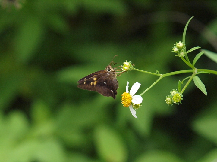 テツイロビロウドセセリ