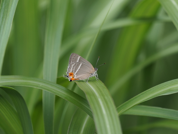 ハヤシミドリシジミ