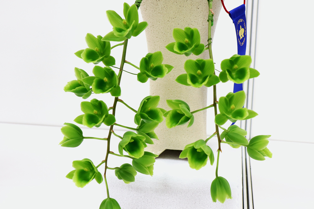 サンシャインシティ世界のらん展2024（第63回全日本蘭協会洋らん展）に