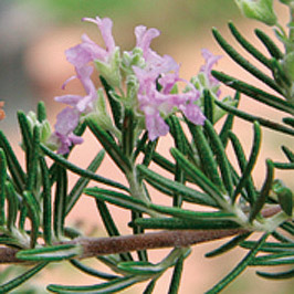 LES | シャンソン化粧品