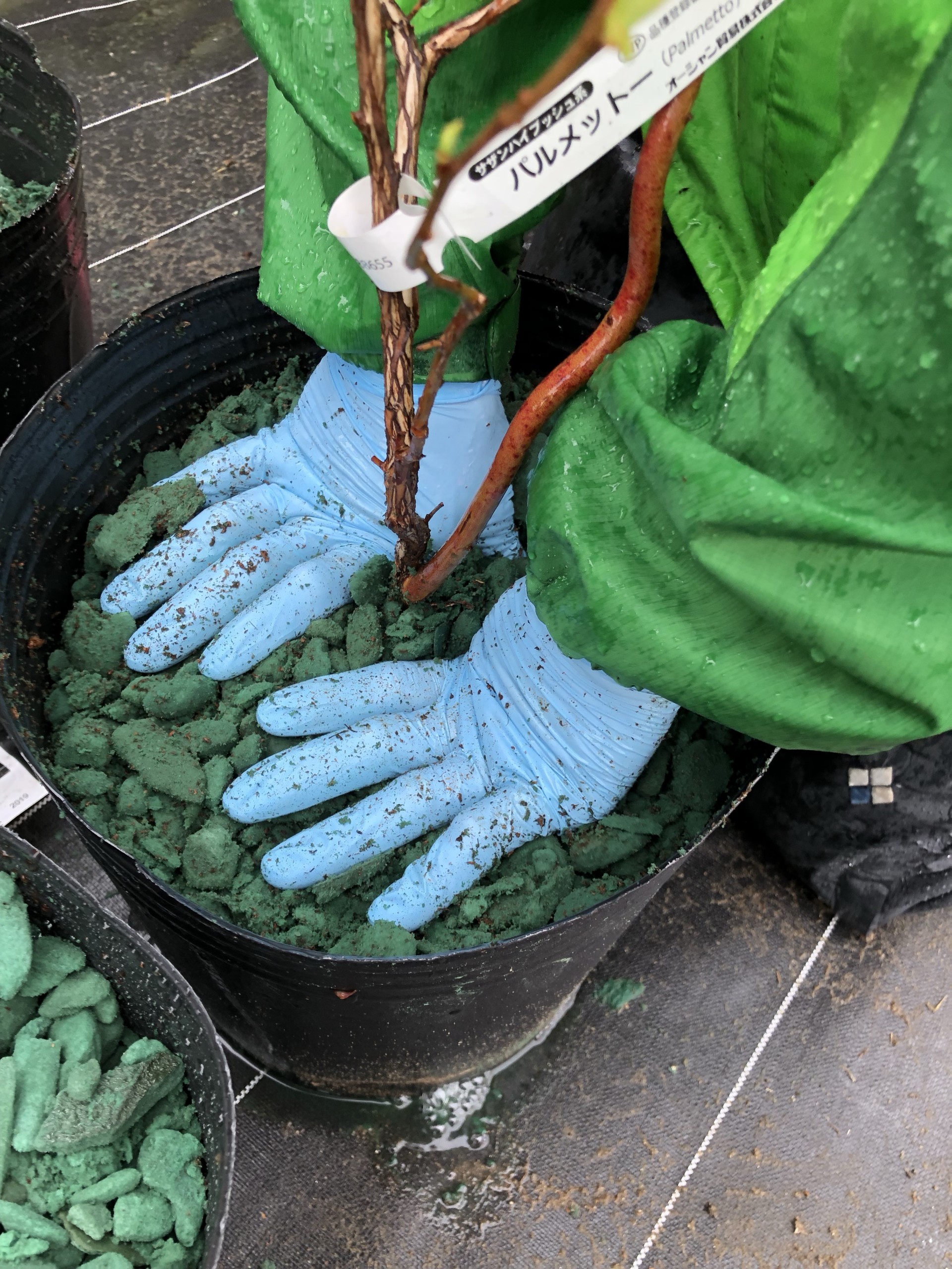 ブルーベリーの植え付け – チェリーベル観光農園ふくつ