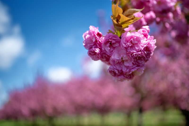 Cherry Blossom Watch Update / Kwanzan Edition: April 8, 2025