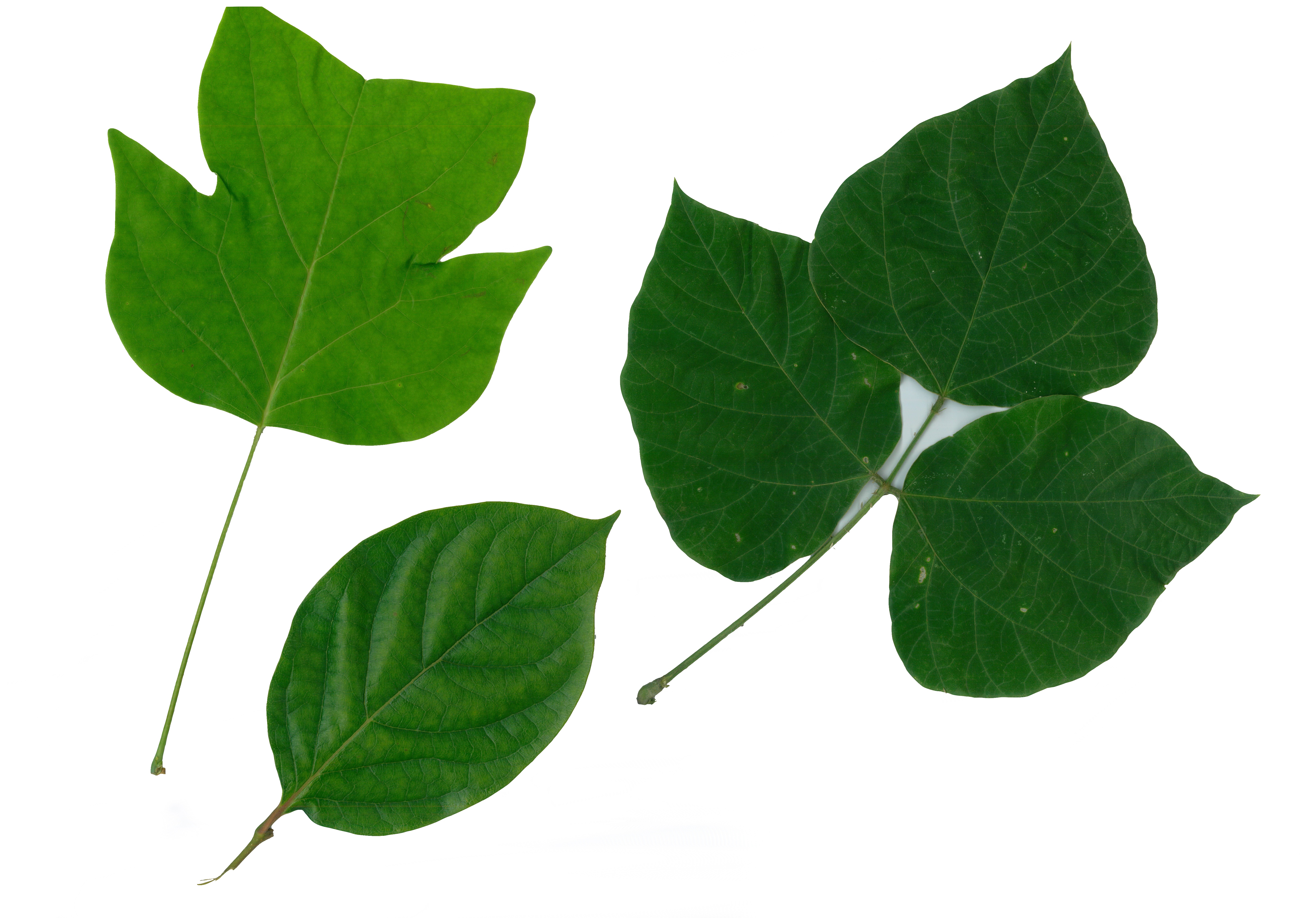 樹木NEWS-228:どれも1枚の葉っぱ | 千葉明徳短期大学附属幼稚園