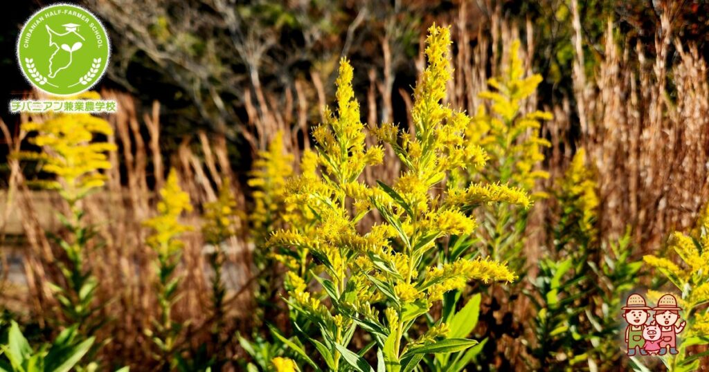 セイタカアワダチソウの正しい駆除方法！