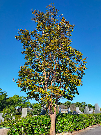 気になる樹 | 知北平和公園組合