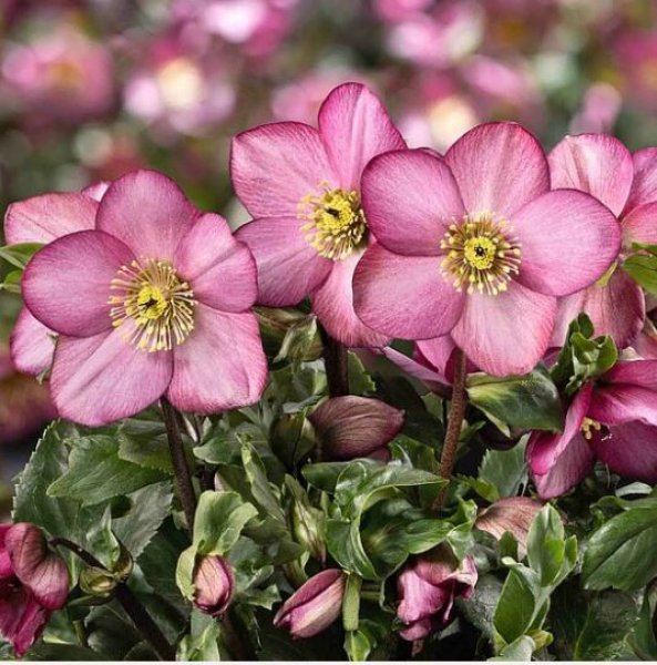 クリスマスローズ,童仙房ナーセリー＆ガーデンのクリスマスローズ,雪の