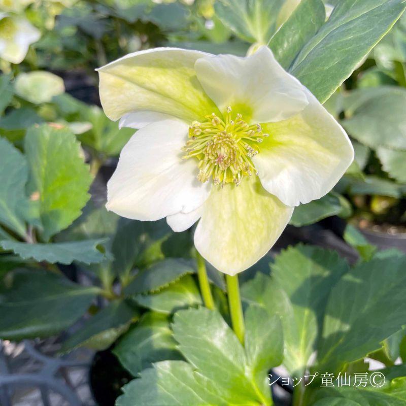 クリスマスローズ,童仙房ナーセリー＆ガーデンのクリスマスローズ,雪の