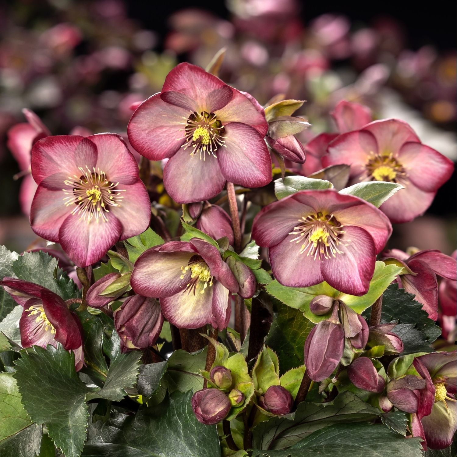 クリスマスローズ,童仙房ナーセリー＆ガーデンのクリスマスローズ,氷の