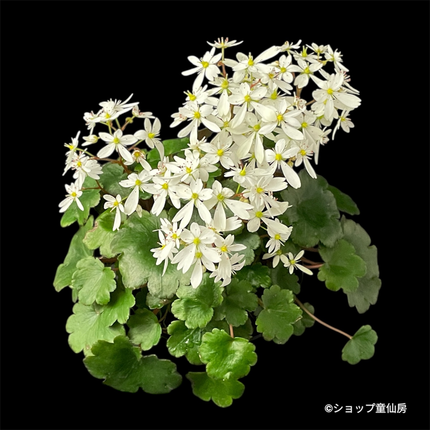 クリスマスローズ専門店ショップ童仙房 サキシフラガ・ダンシング