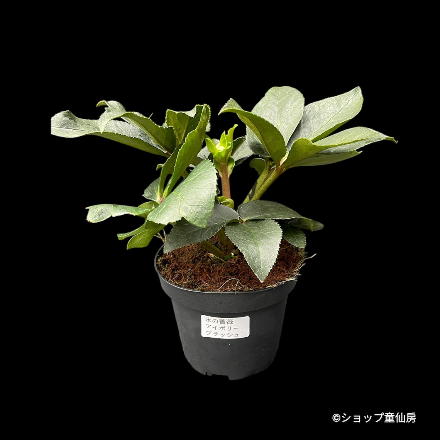 クリスマスローズ,童仙房ナーセリー＆ガーデンのクリスマスローズ,氷の