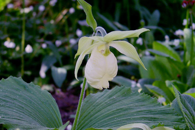 素心クマガイソウ - 「中越植物園オンラインショップ」