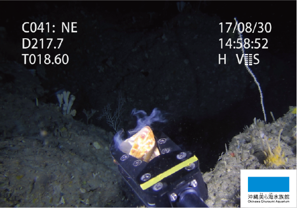 念願のオキナエビス】 | 美ら海だより | 沖縄美ら海水族館 - 沖縄の美