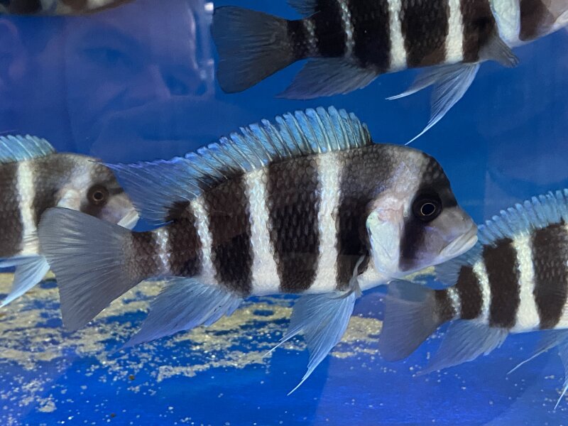 Tanganyika Buntbarsche