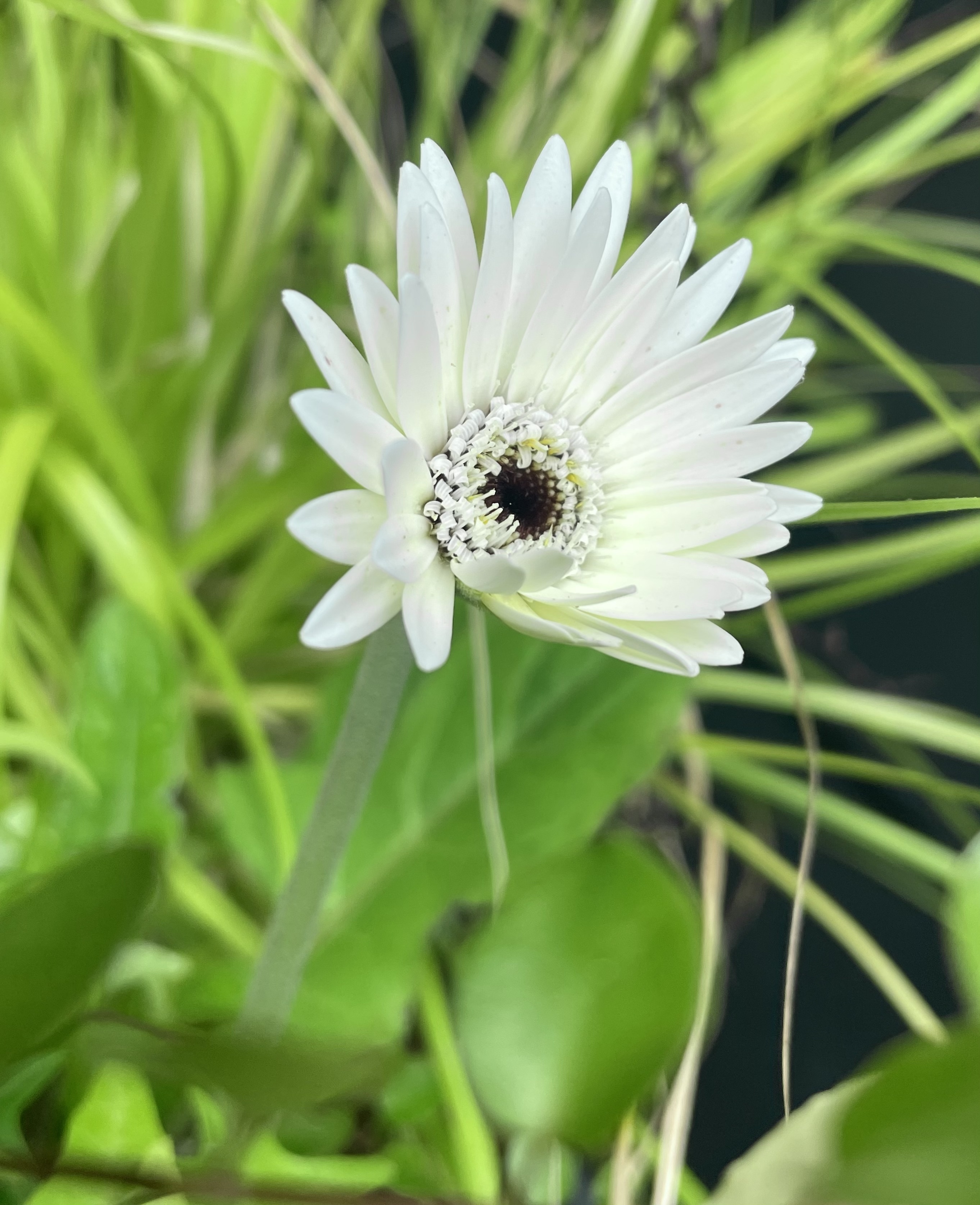 元クリームグリーンのガーベラ、1年振りに咲 | CAINZ DIY Square