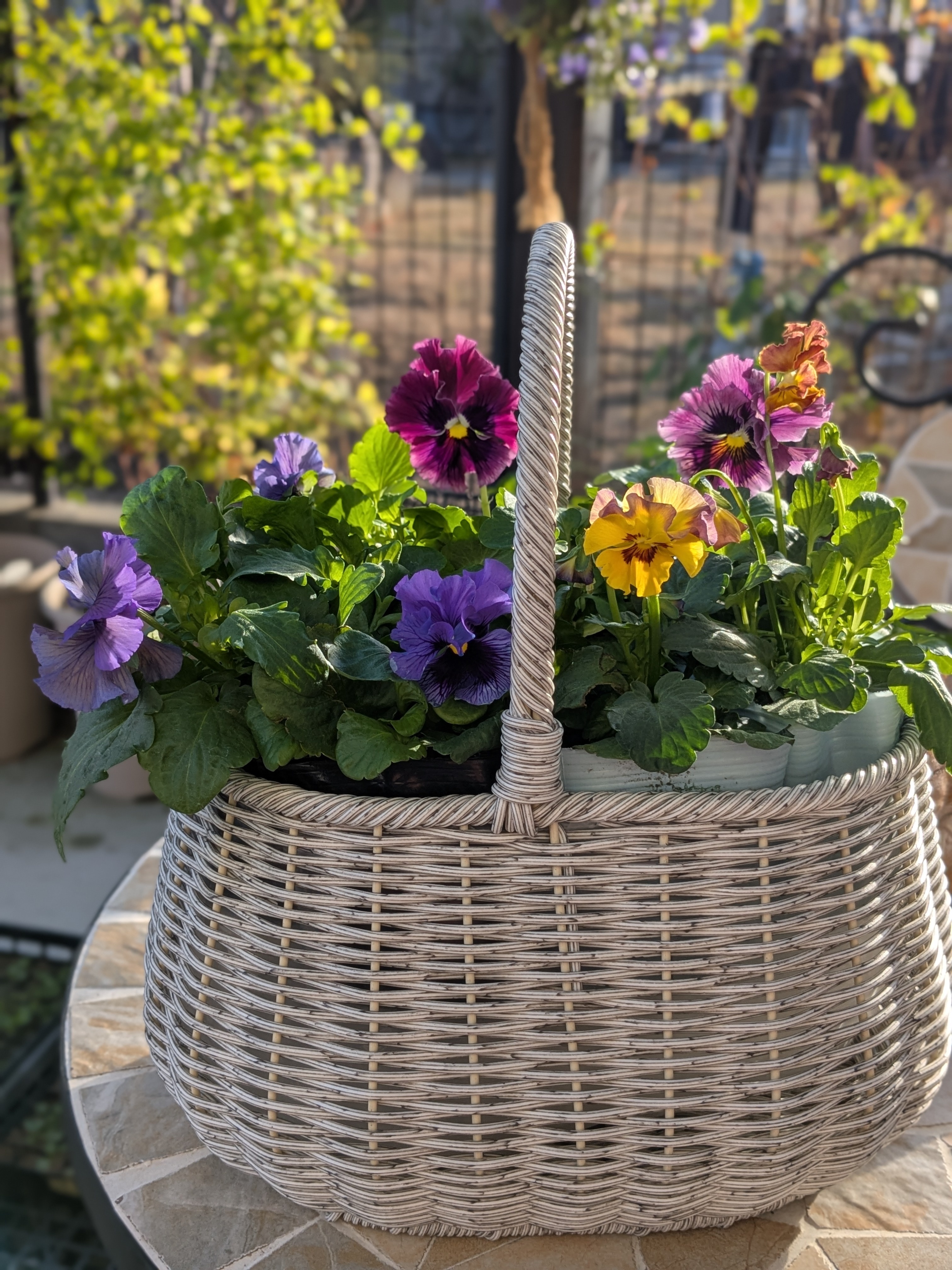 素敵なパンジー・ビオラに出会いました💕 | CAINZ DIY Square