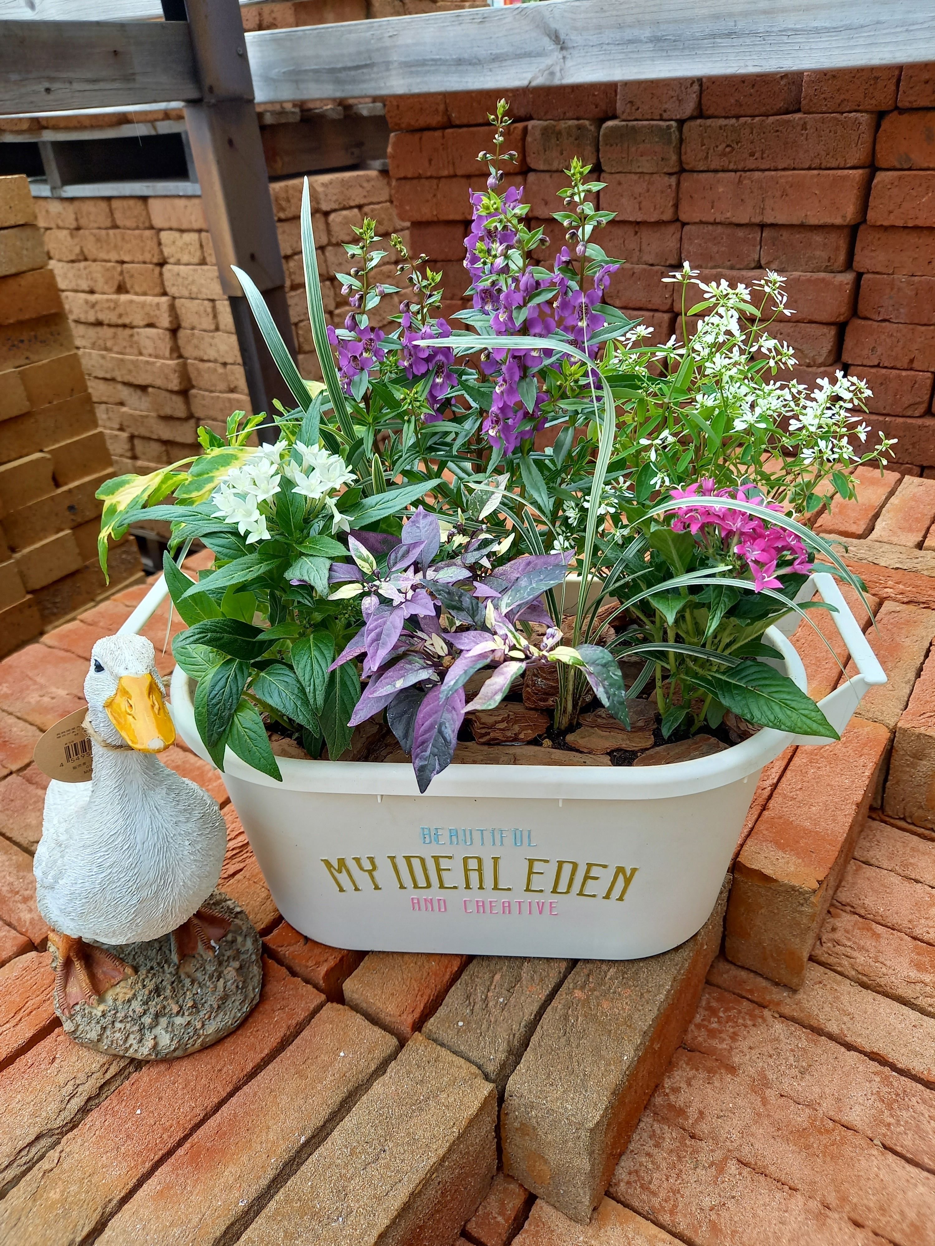 担当者お任せ寄せ植え | CAINZ DIY Square