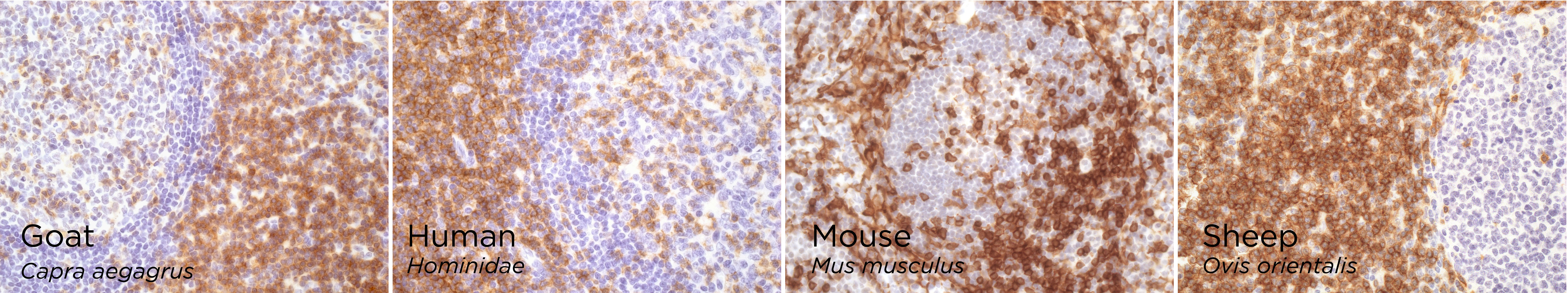Anti-CD4 antibody [RM1013] - BSA and Azide free (ab288725) | Abcam