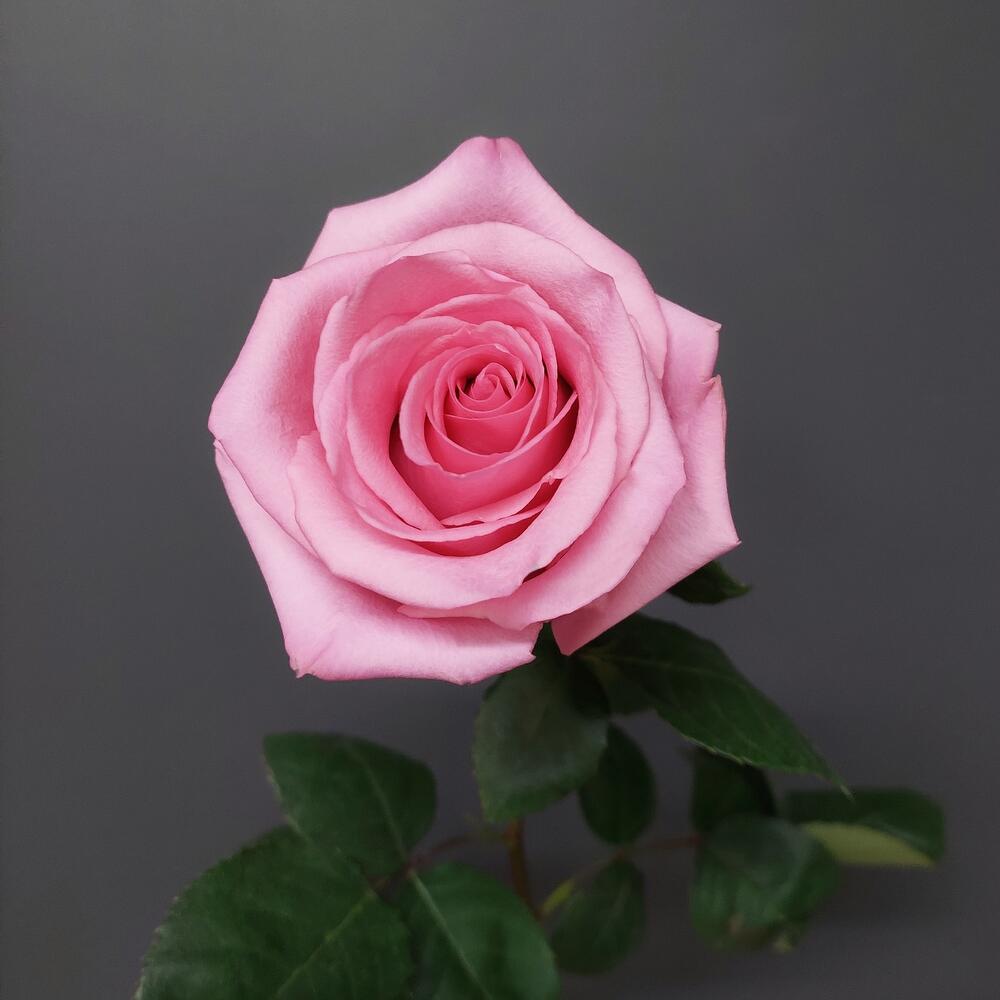 Роза нежно-розовая 60-70см, Цветы в Иркутске, купить по цене 501