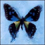 アゲハ蝶 | ポルノグラフィティ | オリコンニュース（ORICON NEWS）