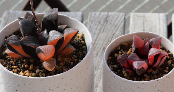 ハオルチアの紅葉／斑入りの魅力：ベイエリ―〔コレクタ〕錦とタイガー