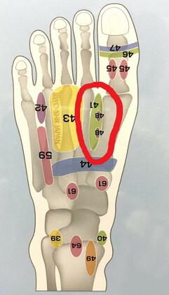 足つぼ（反射区） 第14回 ～胸部リンパ腺、喉・気管～