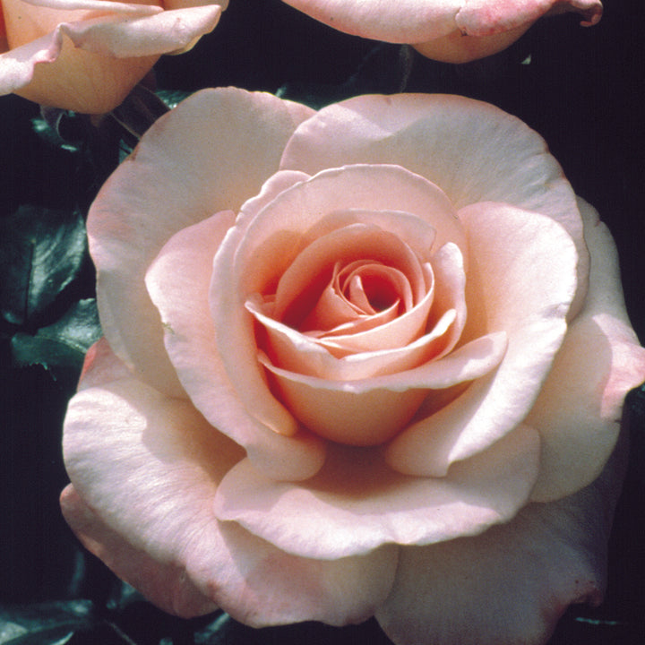 0b0baabb47c538591eafa5f0f821da